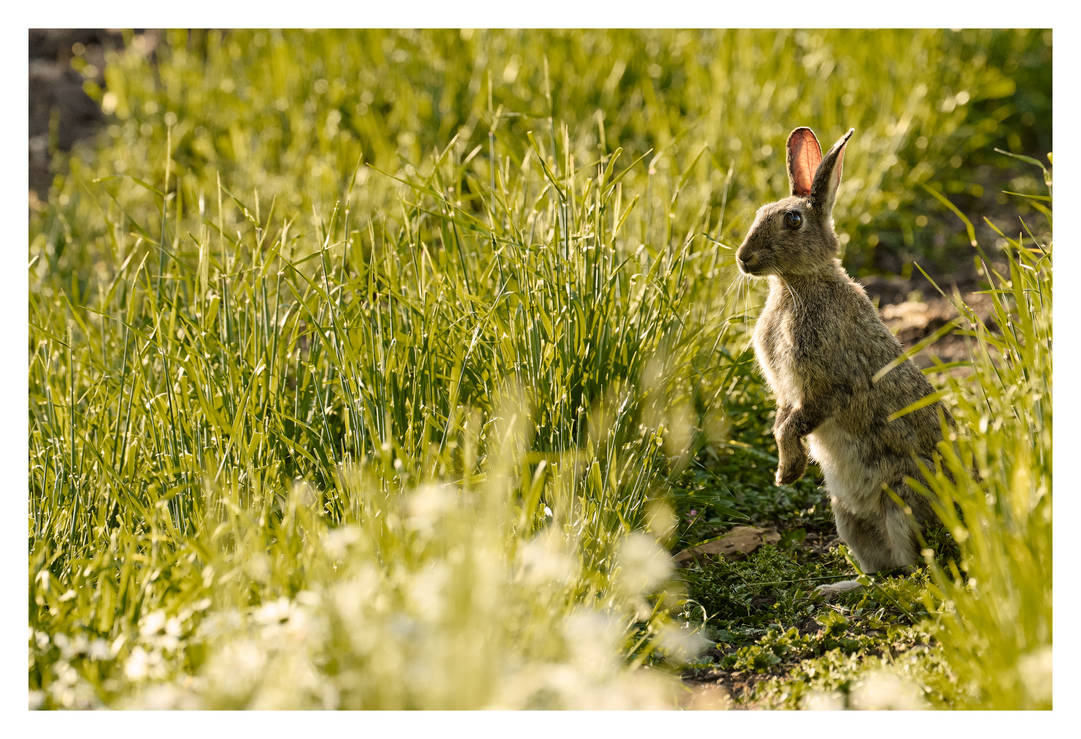 Scottish White Rabbit Scottish wild rabbit by ruka-bunnie on DeviantArt