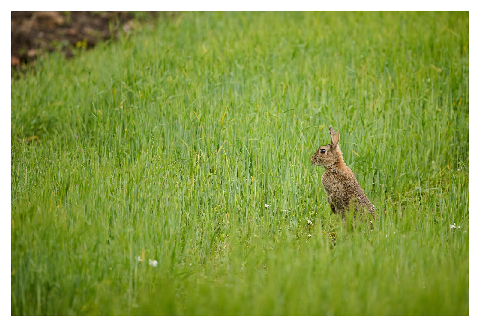 Wild Rabbit by ruka-bunnie on DeviantArt