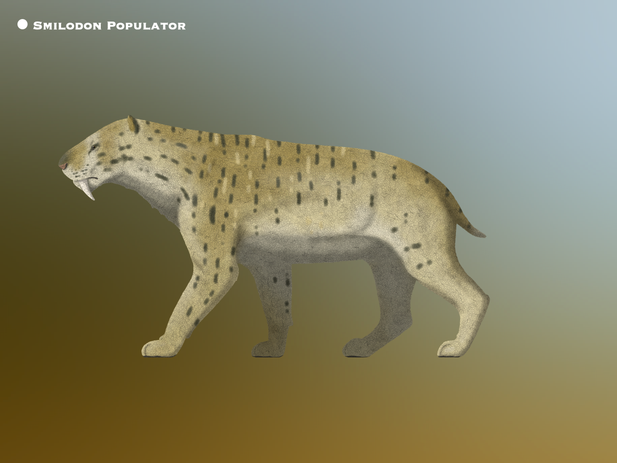 smilodon Populator @paleohistoric by PaleoHistoric on DeviantArt