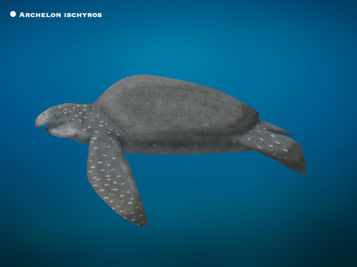 Ruler Turtle Archelon Ischyros by PaleoHistoric on DeviantArt
