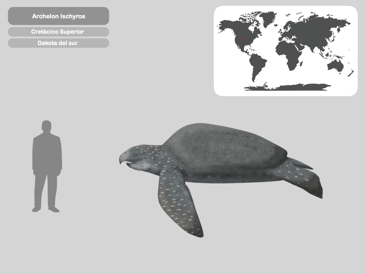 Perfil Archelon Ischyros By PaleoHistoric On DeviantArt perfil-archelon-ischyros-by-paleohistoric-on-deviantart