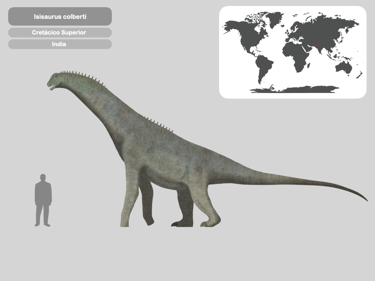 Isisaurus Model Perfil Isisaurus Colberti by PaleoHistoric on DeviantArt