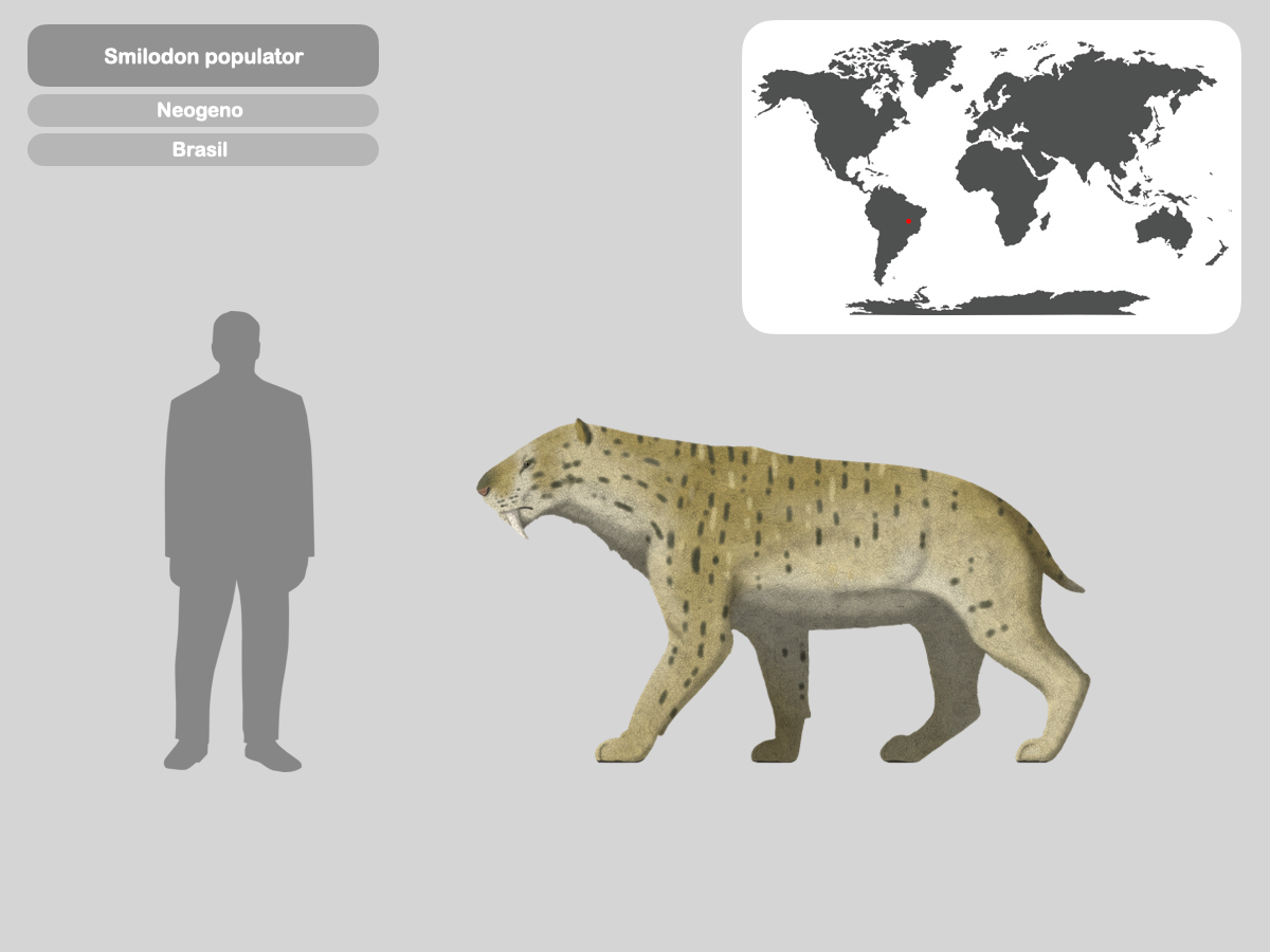 Perfil Smilodon populator by PaleoHistoric on DeviantArt