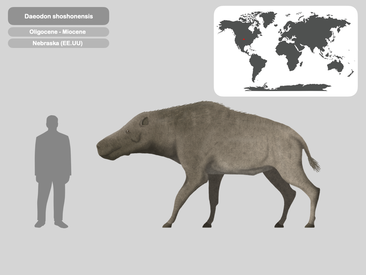 Perfil Daeodon shoshonensis by PaleoHistoric on DeviantArt