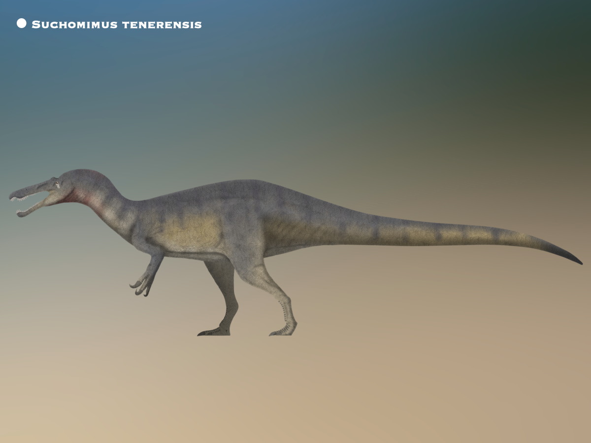 Suchomimus Deviantart Suchomimus tenerensis @PaleoHistoric by PaleoHistoric on DeviantArt