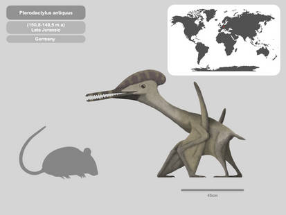 Pterosaur size comparison, artwork - Stock Image - C008/3853