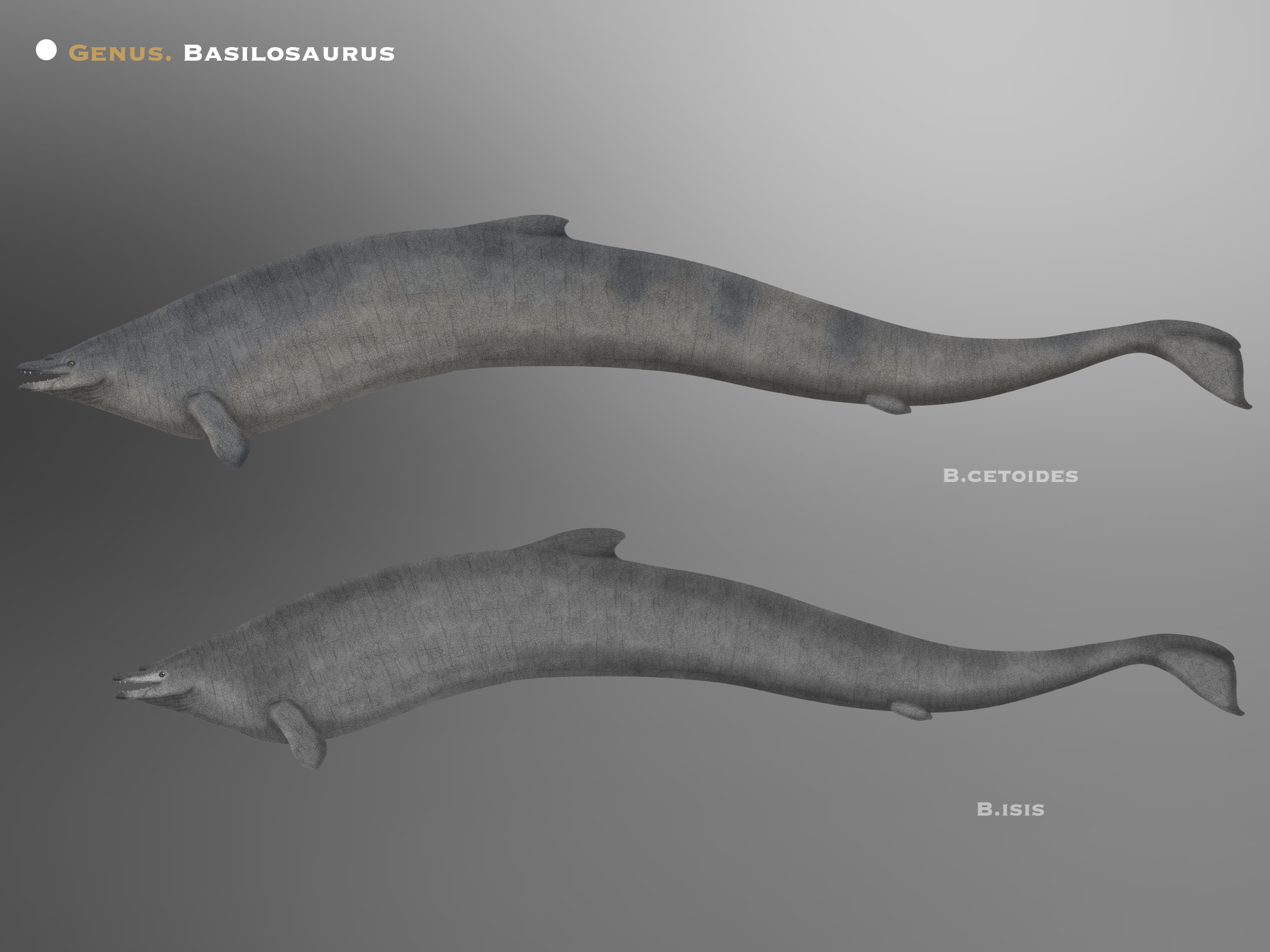 Basilasaruous Genero Basilosaurus by PaleoHistoric on DeviantArt
