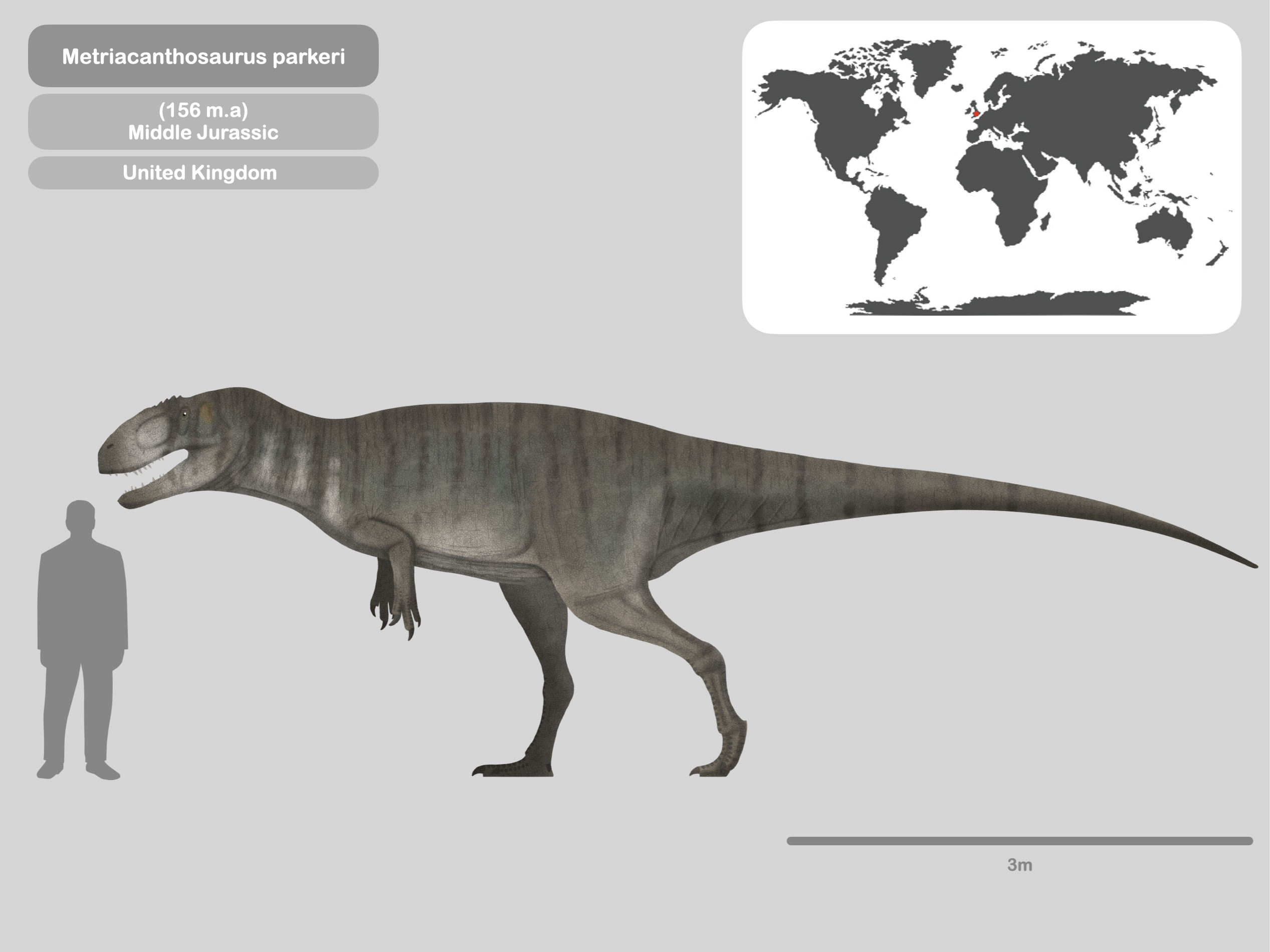Perfil metriacanthosaurus parkeri by PaleoHistoric on DeviantArt