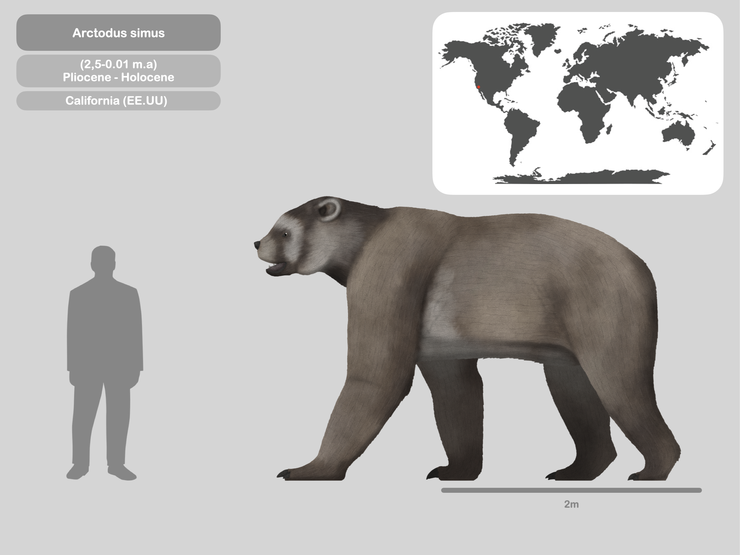 Perfil Arctodus simus by PaleoHistoric on DeviantArt