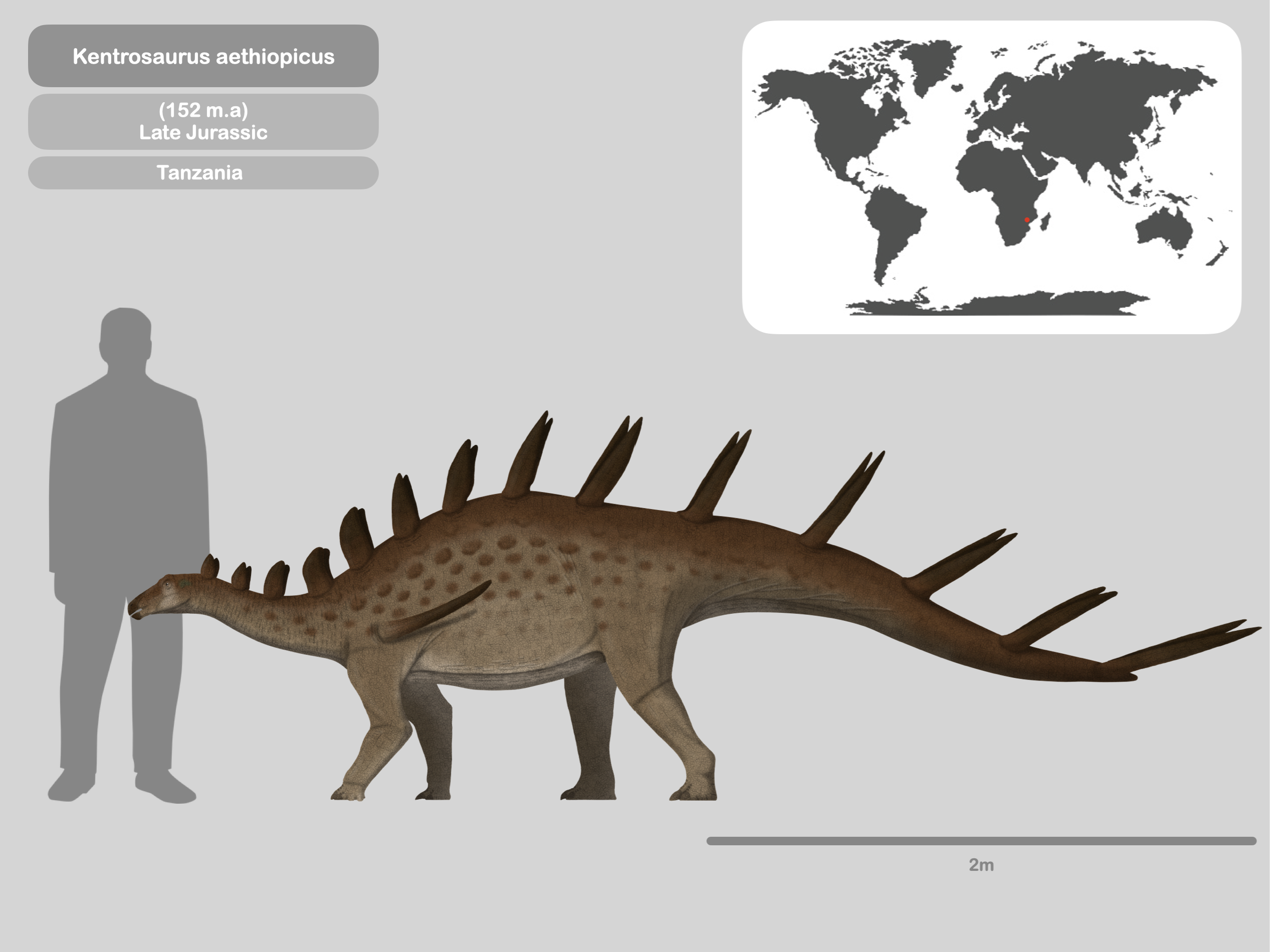 Perfil Kentrosaurus aethiopicus by PaleoHistoric on DeviantArt
