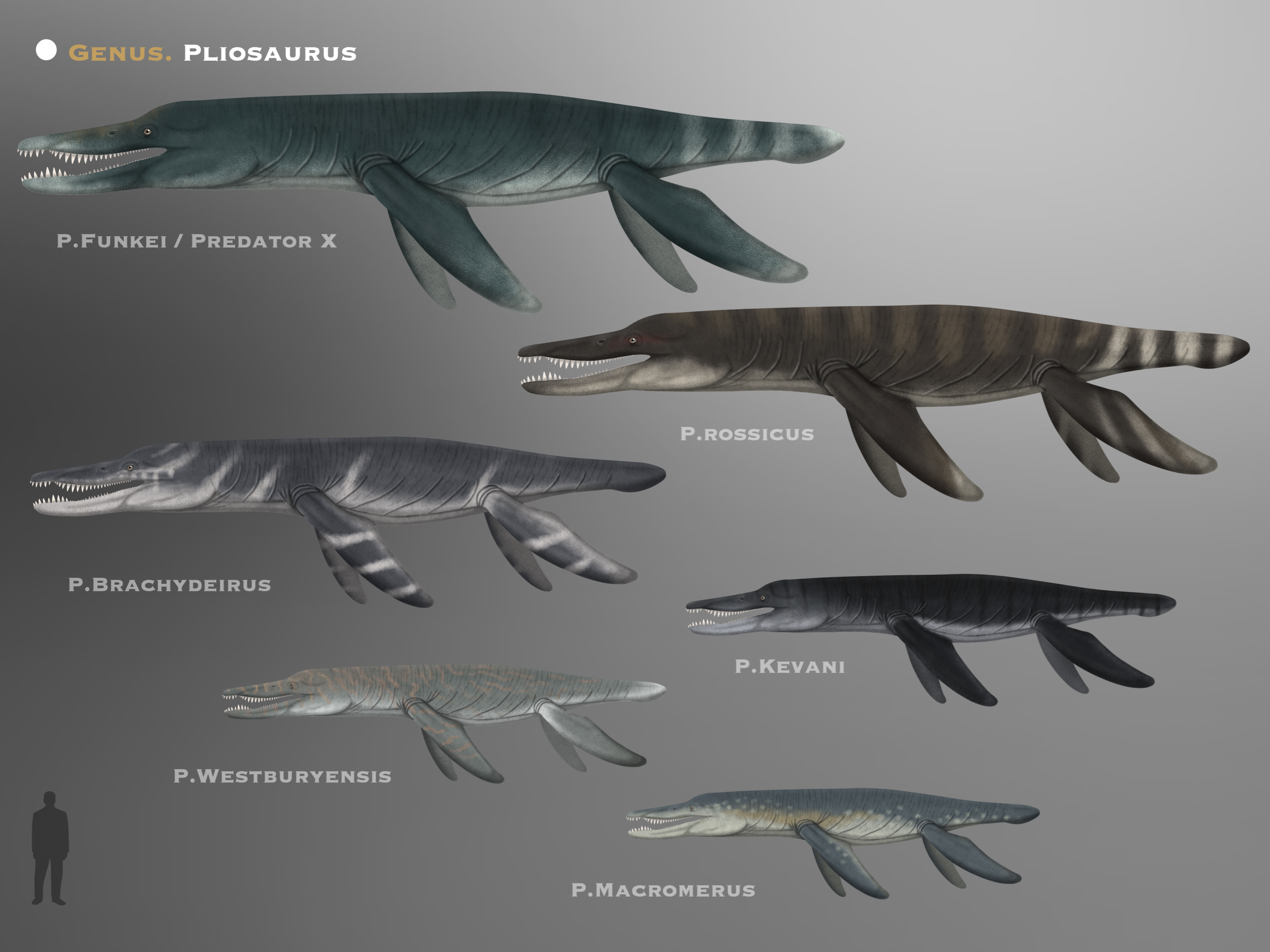 Pliosaurus Types Genero Pliosaurus @PaleoHistoric by PaleoHistoric on DeviantArt