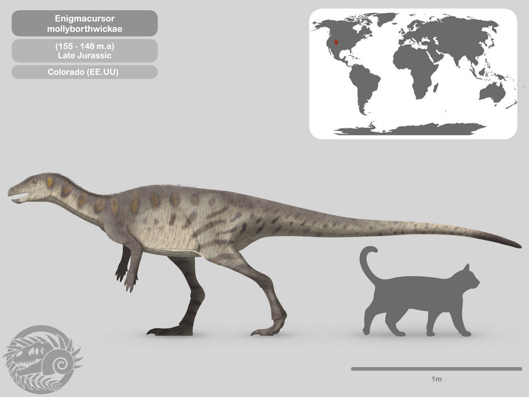 Perfil Enigmacursor mollyborthwickae by PaleoHistoric on DeviantArt