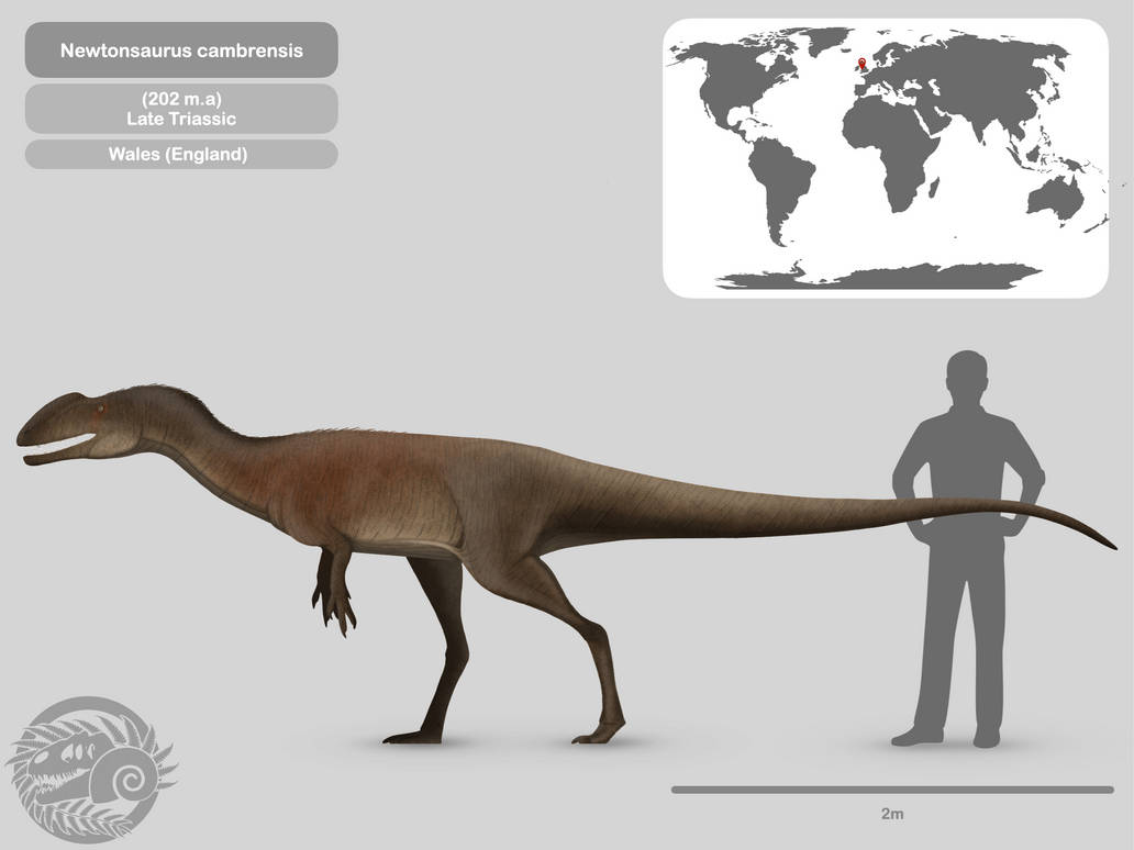 Newtonsaurus Perfil Newtonsaurus cambrensis by PaleoHistoric on DeviantArt