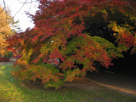 Tree in Sendai, Autumn