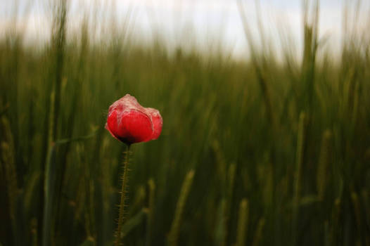 just a poppy.