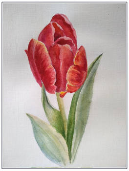 Tulip 2