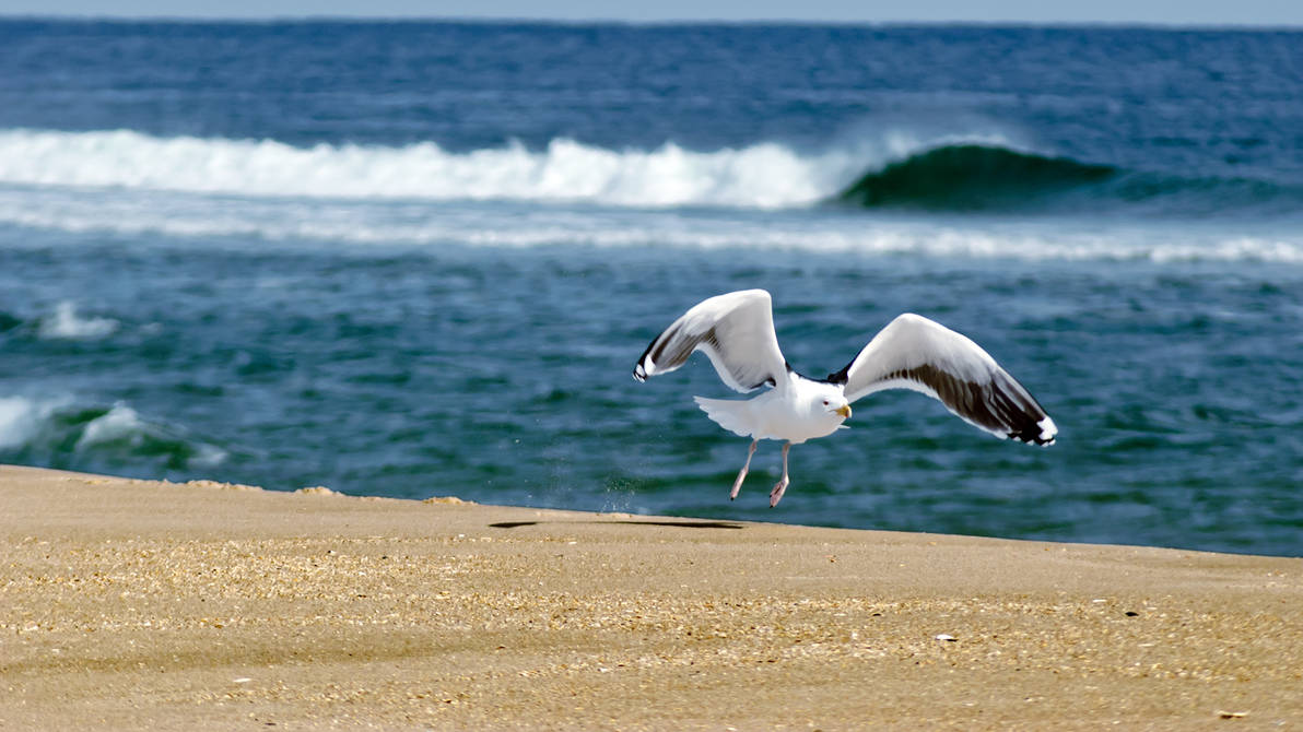Береговая чайка. Чайки на побережье. Чайка на берегу моря. Море берег Чайки. Чайки на пляже.