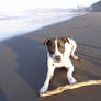 play fetch
