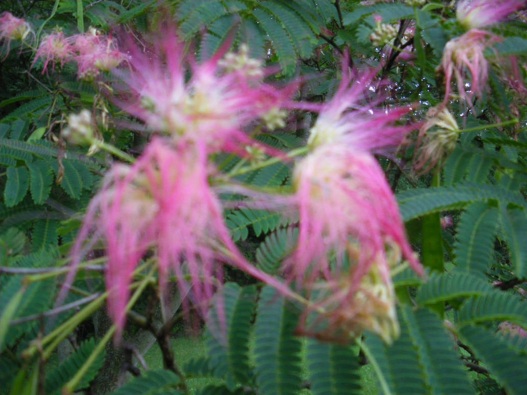 Formosa Rice Tree Formosa Tree in Bloom by Mogecko on DeviantArt
