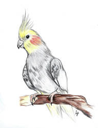 Cockatiel