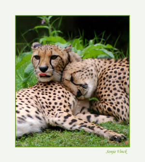 Cheetah's in love