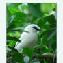 Bali Starling