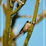 The Long-tailed Tit