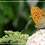 Argynnis paphia