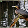 Double crested Cormorant