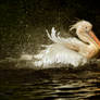 Splashing Pelican