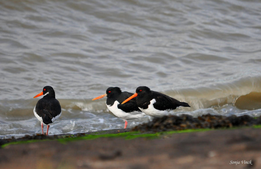 Sitting at the waterside