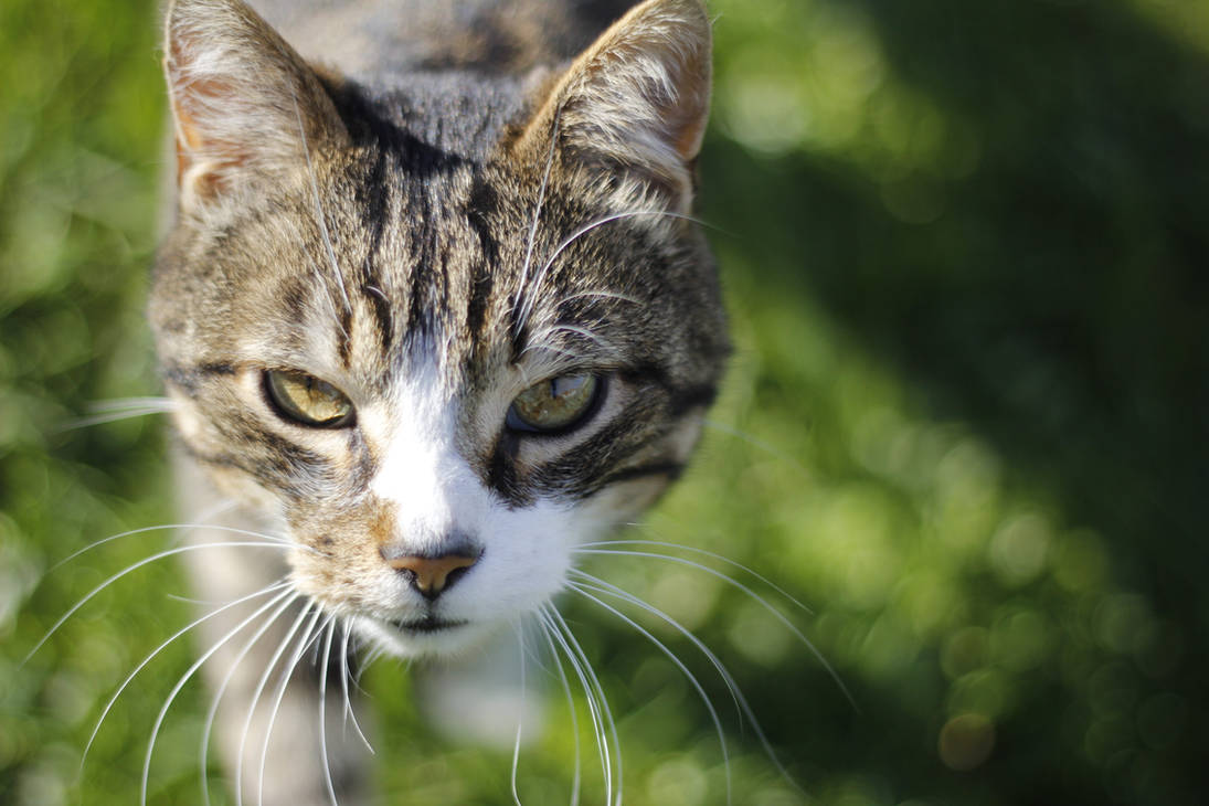 Cat by Kalabint Cat by Kalabint