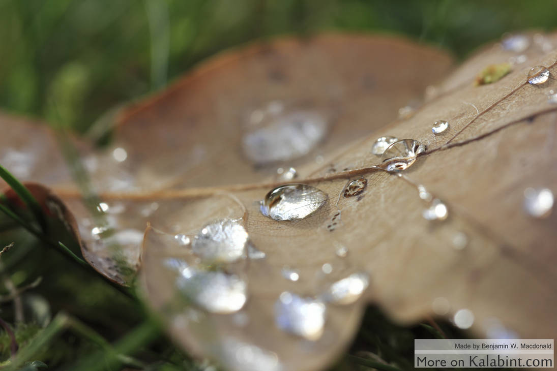 Morningfeeling with Waterdrops by Kalabint