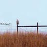 Snow Owl I