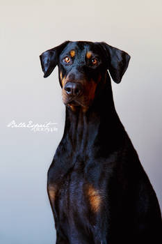 Dexter the Doberman II