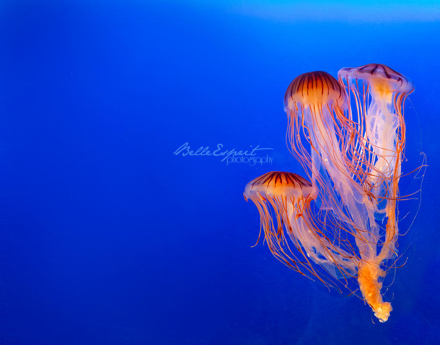 Jellyfish