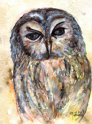 owl