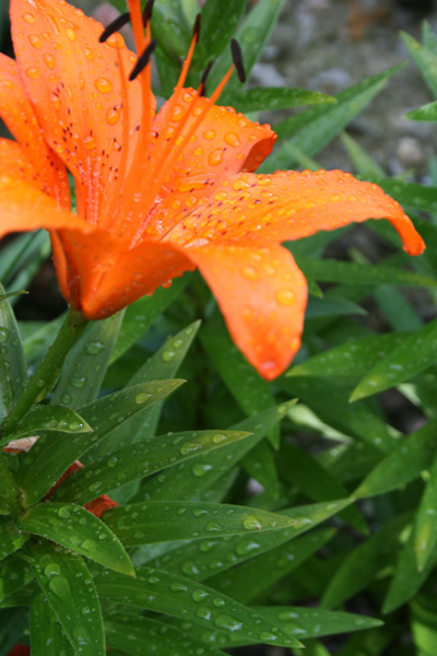 orange lily