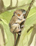 elizabeth the tarsier by songbrezze