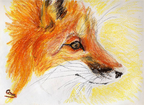 Red fox 2