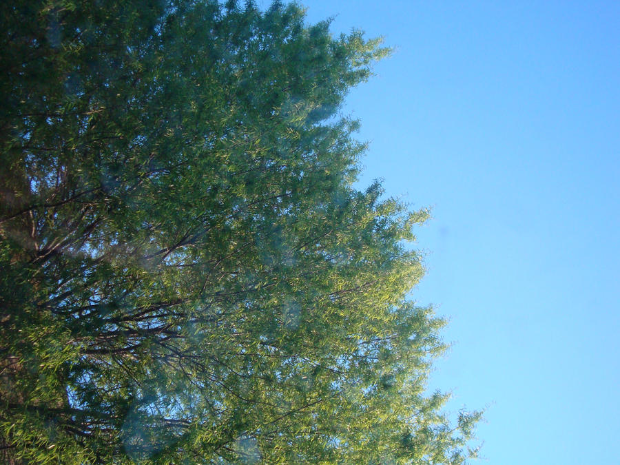 Shiny Tree by fluffy-has-rabies on DeviantArt