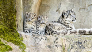 Snow Leopard Mother and Cubs