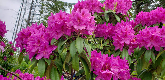 20190525 rhododendron purple