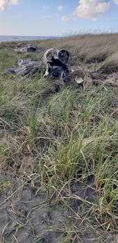 Wood on beach Long Beach, Washington State 2021040