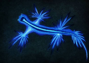 Blue dragon slug