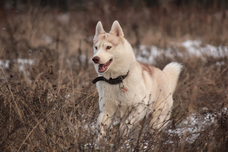 Siberian Husky Tema 2180