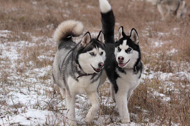 Siberian Huskies 2303