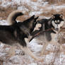 Siberian Huskies 2607