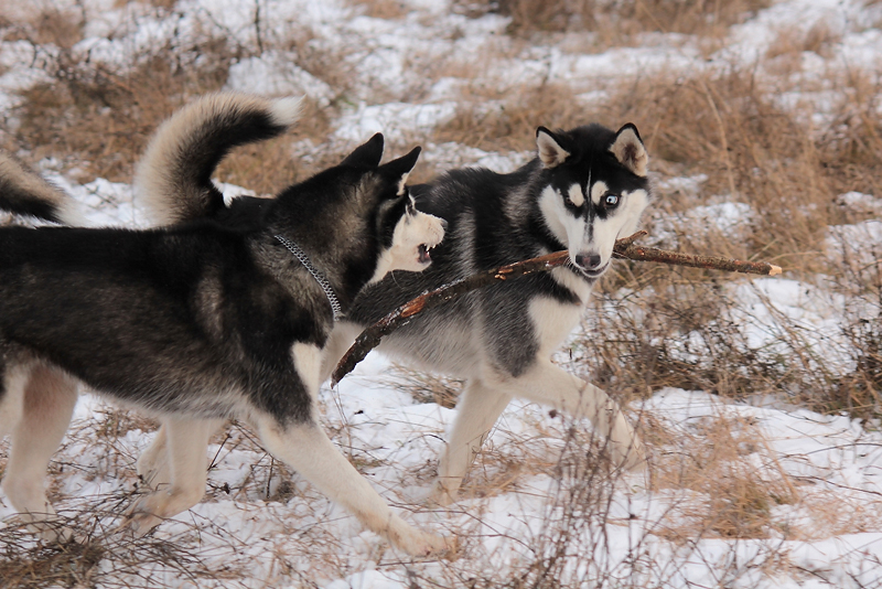 Siberian Huskies 2607