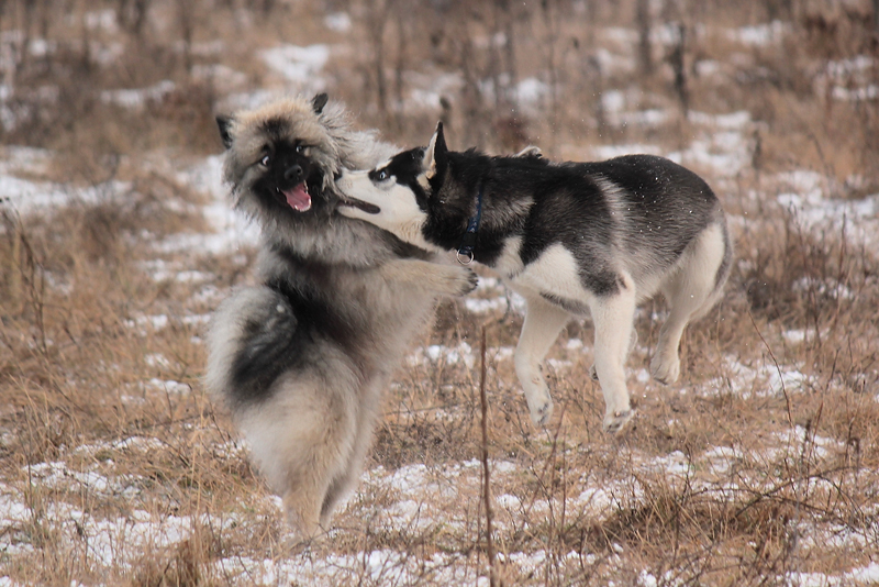 Beware of flying dog